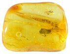Detailed Fossil Fly (Chironomidae) In Baltic Amber #50563-2